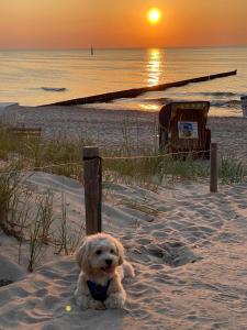Residenz Lausitz - Apartments für Urlaub mit Hund
