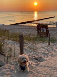 Appartements Residenz Lausitz - Apartments für Urlaub mit Hund 11b Ribnitzer Straße 18181 Graal-Müritz Mecklembourg-Poméranie