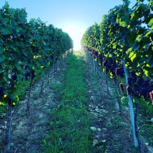 Rüdlins-Winzerhof