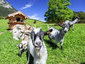 Appartements Scheffaulehen Ferienwohnungen Alte Reichenhaller Straße 51 83486 Ramsau bei Berchtesgaden Bavière