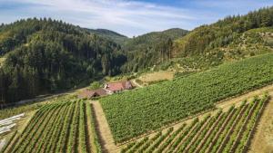 Appartements Steinhof 16 Wäldenstraße 77704 Oberkirch Bade-Wurtemberg