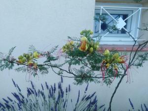 Three villa holiday apartments Cote d'Azur