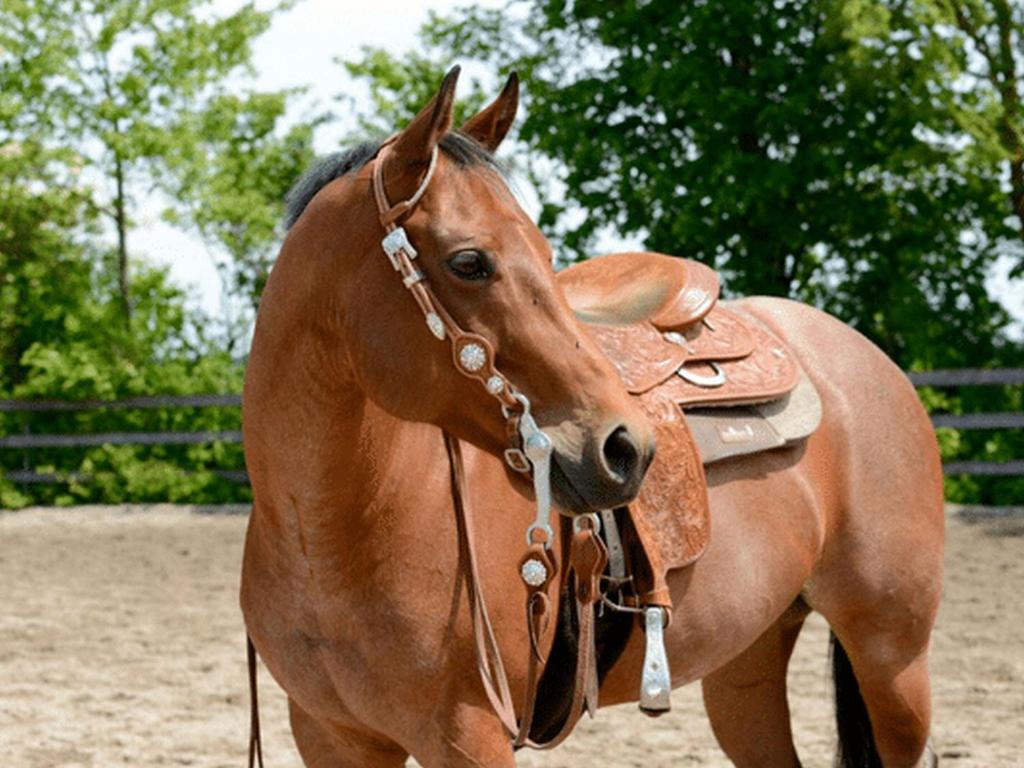 Urlaub auf der Aspen Ranch 30 Bächenstraße, 88682 Salem