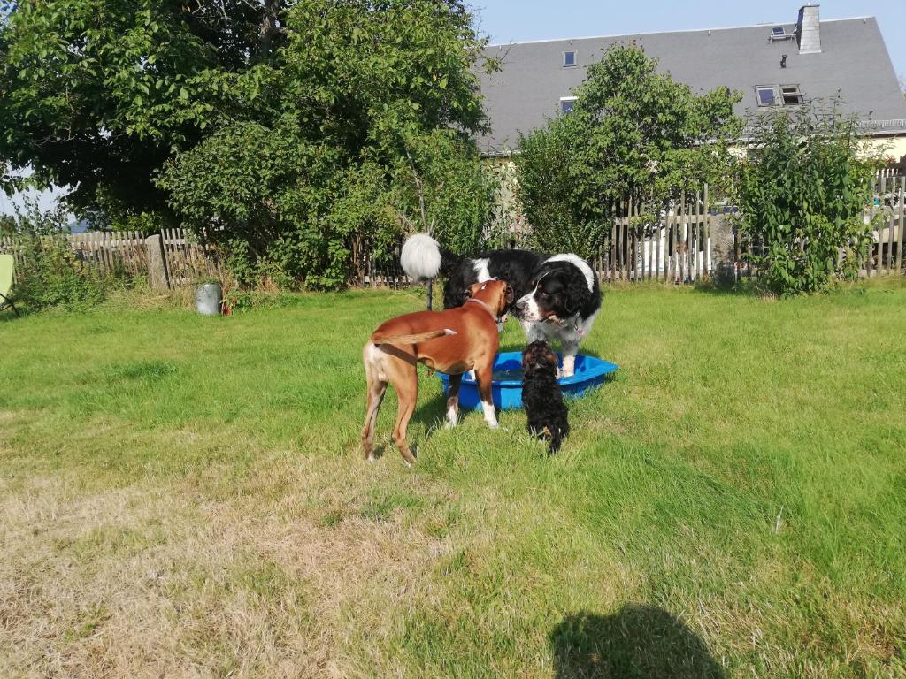 Urlaub mit Hund - Ferienhof Höhensonne Dorfplatz 23, 01814 Rathmannsdorf