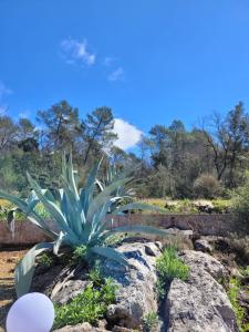 Villa Agave