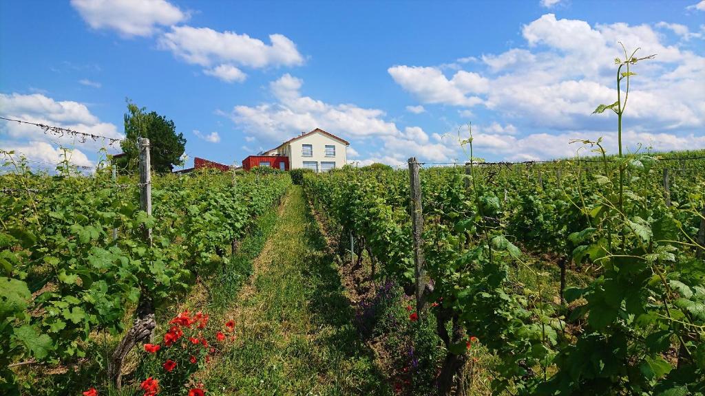 Appartements Weinbergshof Rickel Weinbergsteige 30 97318 Kitzingen