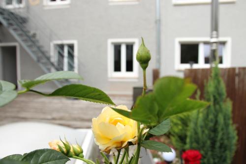 WJH Apartmentvermietung