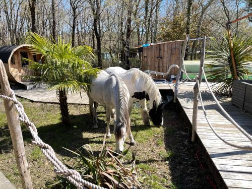 B&B / Chambre d'hôtes Au bois flotté Cartignac 222 Hourtin