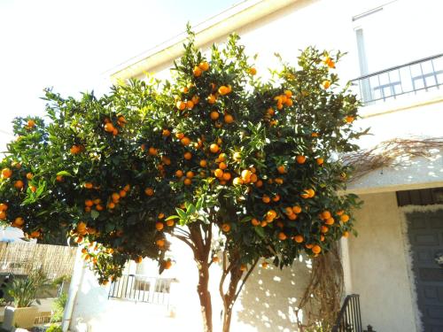 Au Bougainvillier Perpignan france