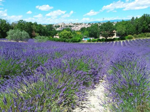 Au pays de la lavande... Valensole france