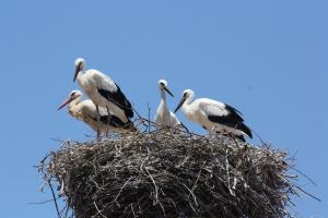 City Stork Hostel