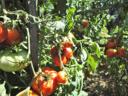 Séjour chez l'habitant autour du hamac route d'asco Moltifao