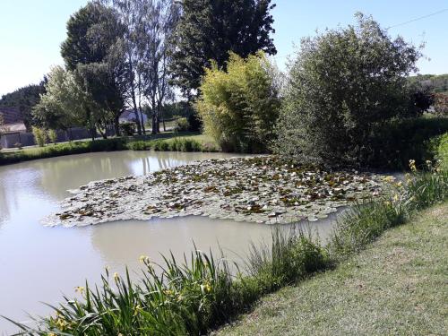 A la campagne au centre des châteaux de la Loire- Les ROSEAUX