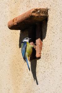 B&B / Chambre d'hôtes Absolut Oiseaux La Vernerie, 350 Route de Peyrole 81310 Parisot Midi-Pyrénées