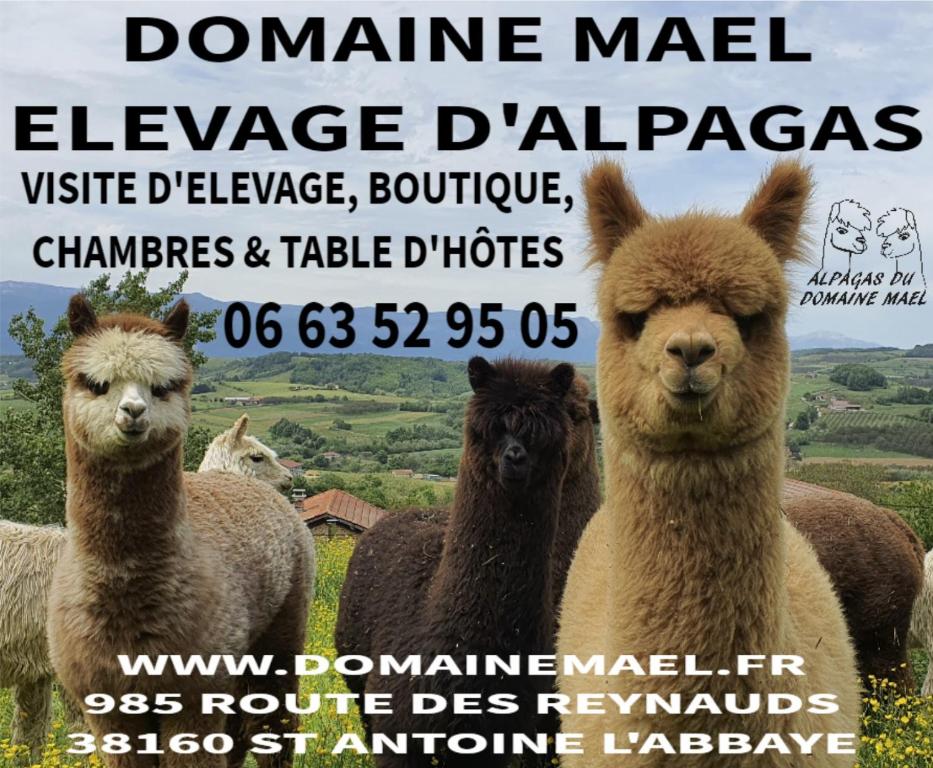 B&B / Chambre d'hôtes ALPAGAS DU DOMAINE MAEL 985 ROUTE DES REYNAUDS (D20B) 38160 Saint-Antoine