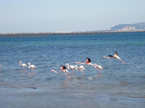 Au bord de Thau