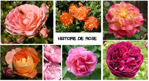 Au Rendez vous de l'Auxois B&B