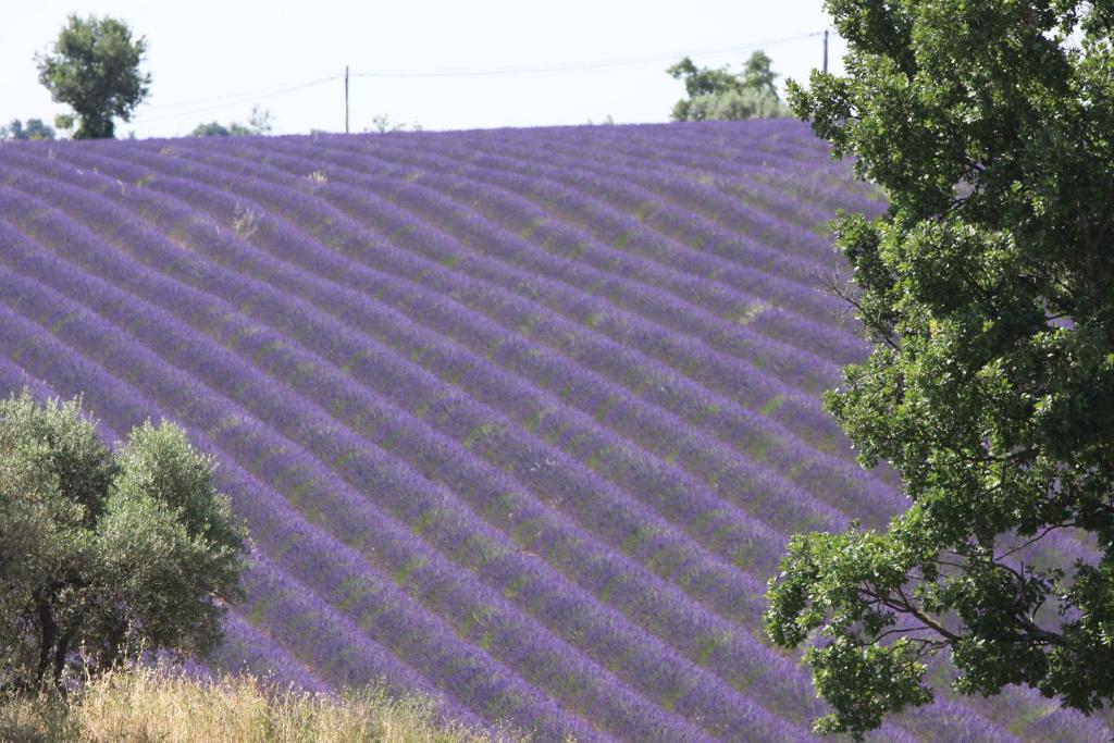 B&B La Grande Dame Route de Riez, Chemin de Costebelle, 04210 Valensole