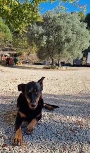 Bastide Bellugue Maison d'hôtes réseau Bienvenue à La Ferme à 3 minutes de Lourmarin