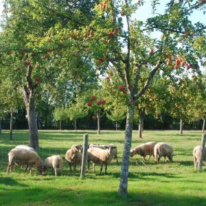 Bergerie de la Moutonnière