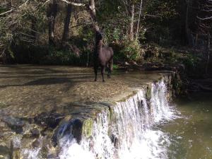 Chambre Cévennes: Piscine, lamas, rivière