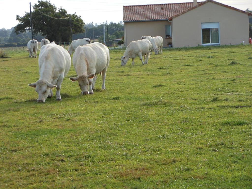 B&B / Chambre d'hôtes Chambre D'hôtes La Basse Gougeonnière 2 La Basse Gougeonnière 49120 Neuvy-en-Mauges