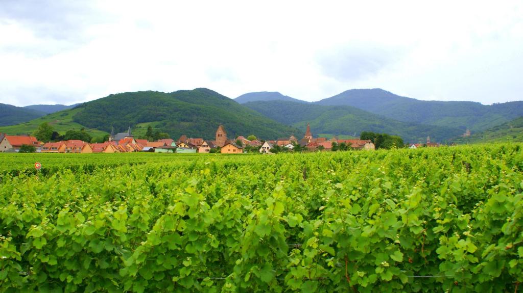 B&B / Chambre d'hôtes Chambre d'Hotes Le Vogelgarten 10 rue du Vogelgarten 68240 Sigolsheim