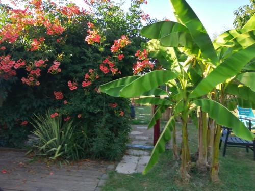 Chambres Paradise avec Grand Jardin