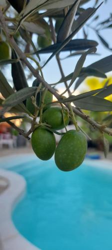 Cocon Provençal B&B Chambre - SdB - Terrasse privée & Piscine à Saint Chamas