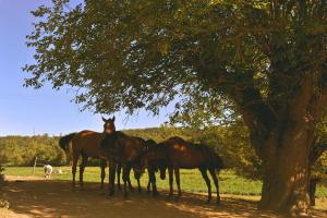 B&B / Chambre d'hôtes Domaine de Belcayre 1051, route du Fau 82000 Montauban Midi-Pyrénées