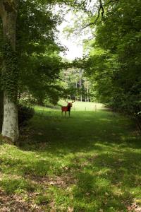 EN COMPAGNIE DES ÉCUREUILS
