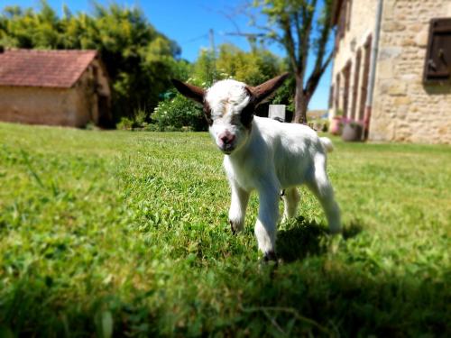 Ferme des petites oreilles Lascaux