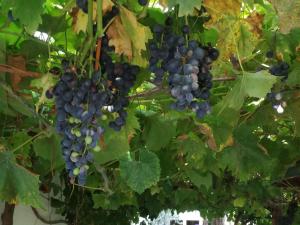 B&B / Chambre d'hôtes Haus Bienen 28 Riedengartenstraße 79241 Ihringen Bade-Wurtemberg