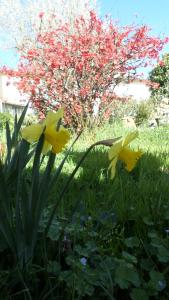 B&B / Chambre d'hôtes l'agapanthe 8 avenue de Notre Dame 11600 Conques-sur-Orbiel Languedoc-Roussillon