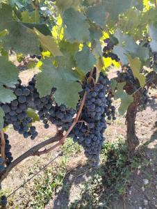 L'Atelier Saint-Sulpice entre Bordeaux et St Emilion