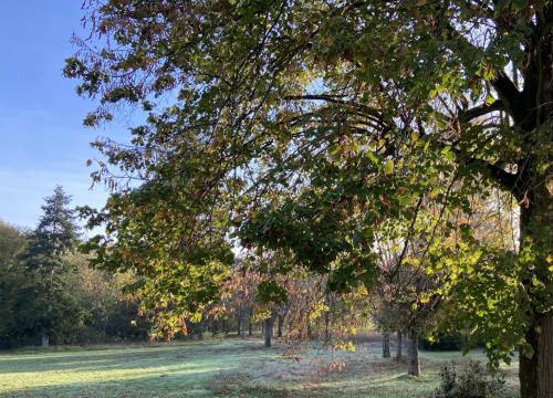 L’orée du bois des rois