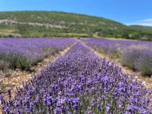La Bastide des Bourguets - Adults Only