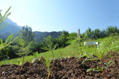 La Chouette à l'heure du Pinson