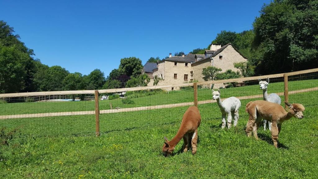 B&B / Chambre d'hôtes La Ferme des Andes LA PRADE BASSE 12800 Quins