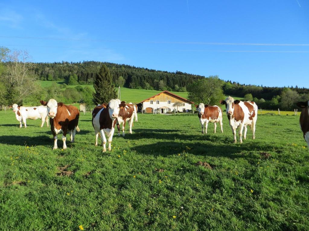 B&B / Chambre d'hôtes La ferme du bonheur Le Creusot 4 Pré Prévot 25510 Pierrefontaine-les-Varans