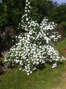 B&B / Chambre d'hôtes La Fromagerie 28 Village de Bord 87700 Saint-Martin-le-Vieux Limousin