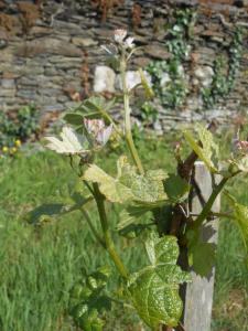 La Haye Gîtes et Chambre d'Hôtes