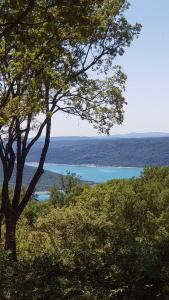 La lyalis