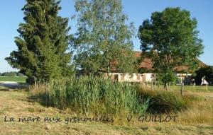 La mare aux grenouilles