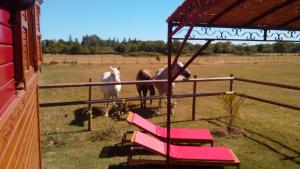 B&B / Chambre d'hôtes La Nanou'che (roulotte en Camargue) Chemin Grand Carrière 30740 Le Cailar Languedoc-Roussillon