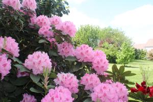 Le Clos Des Roses