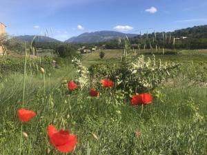 B&B / Chambre d'hôtes le mas de colongene Impasse Colongène 11 route d'entrechaux 84110 Faucon Provence-Alpes-Côte d\'Azur