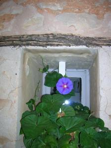 Le Mas des Baux