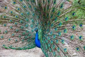 Le Mas des Roches proche Puy du Fou
