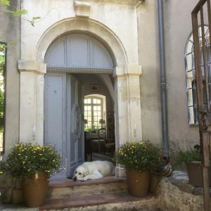 Le petit Figuier